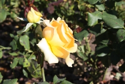 Чем ковровые розы лучше обычных и почему они так резко стали популярны?