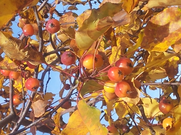 Пришла зима, а яблоня с листьями: что делать?