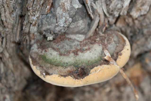 Грибы-паразиты на деревьях — профилактика и меры борьбы