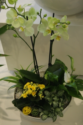 Что делать с цветоносом орхидеи после цветения, чтобы следующее наступило быстрее