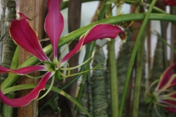 Что делать с цветоносом орхидеи после цветения, чтобы следующее наступило быстрее