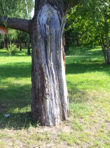 Обработка повреждений деревьев