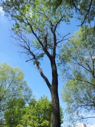 Обрезка деревьев: обрезка корней дерева
