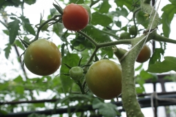 Самые ранние сорта помидоров. Урожай быстрее, чем у соседей