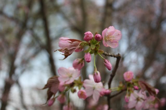 Весна для нетерпеливых (Выгонка веток деревьев и кустарников)