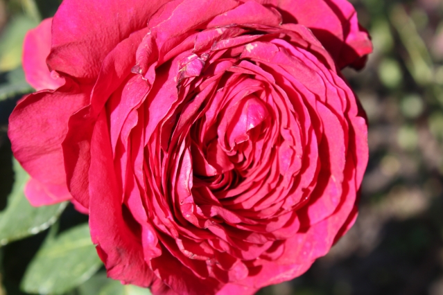 От чего зависит аромат роз?