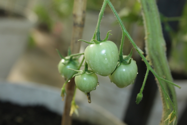 Польза томатной ботвы для огорода