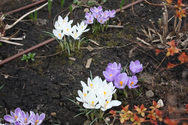 Десять самых ранних цветов для сада. Самые красивые весенние цветы