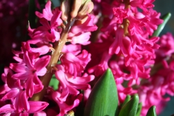 Неодноразовый: счастливым владельцам Гиацинта. 3 прелести цветка и как сохранить после цветения