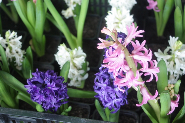 Неодноразовый: счастливым владельцам Гиацинта. 3 прелести цветка и как сохранить после цветения