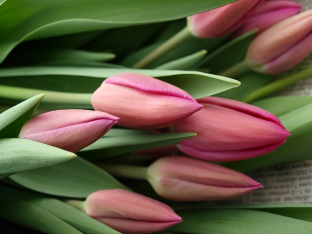 Тюльпанная лихорадка и другие истории про тюльпаны