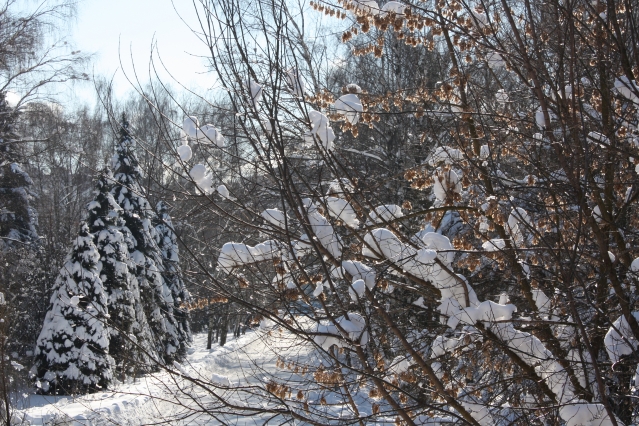 Почему вокруг кустов и деревьев снег тает гораздо быстрее