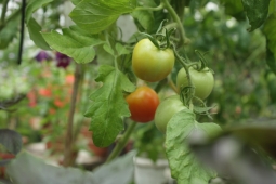 Почему пропадают томаты после пикировки