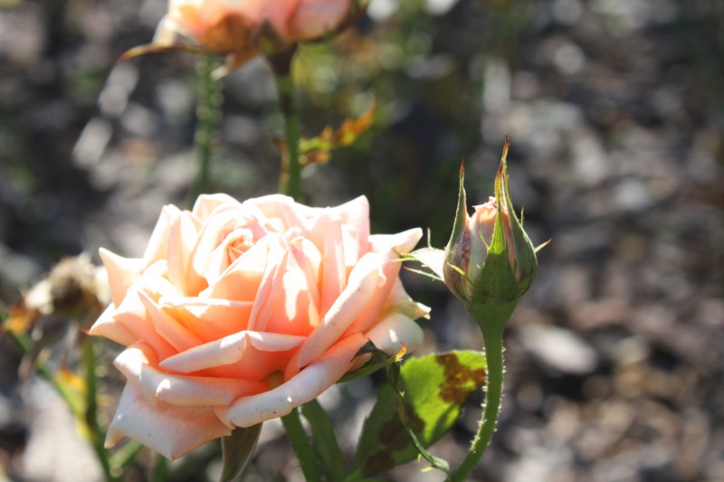 Почему листья на розе могут желтеть летом или 7 возможных причин такого явления