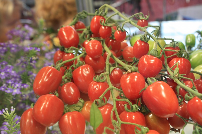 Как заставить томаты краснеть? Советы опытных дачников