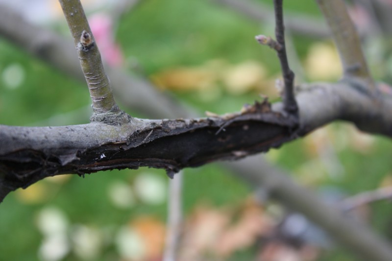 Какие ошибки садоводов приводят к раку плодовых деревьев