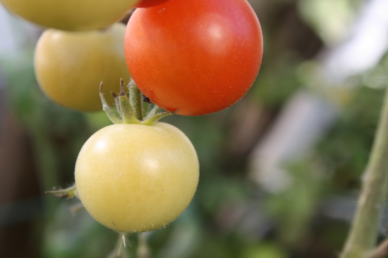 Свежий спелый томат витаминами богат