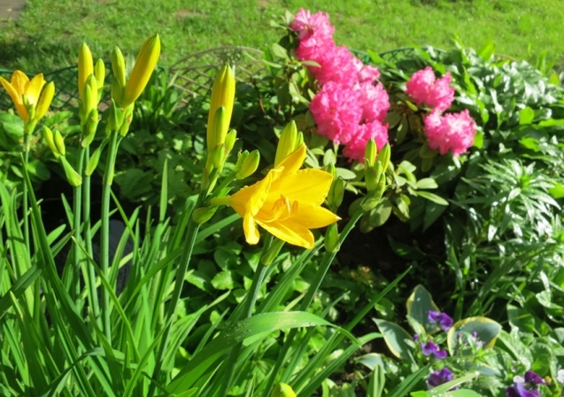 Лилии и лилейники в мое саду