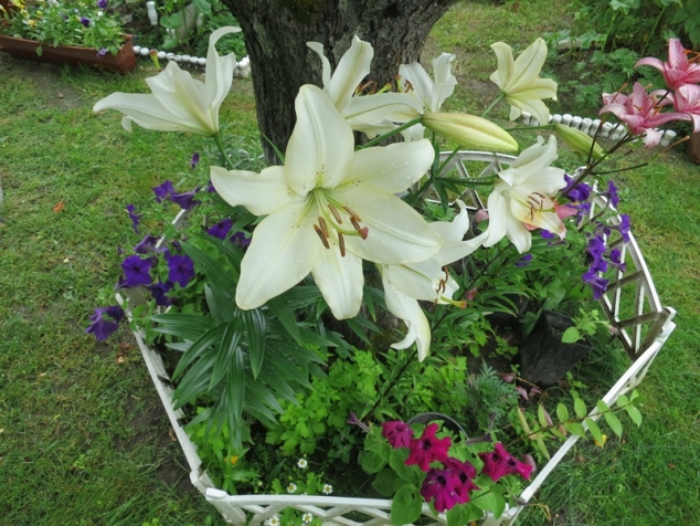 Лилии на даче и в саду фото