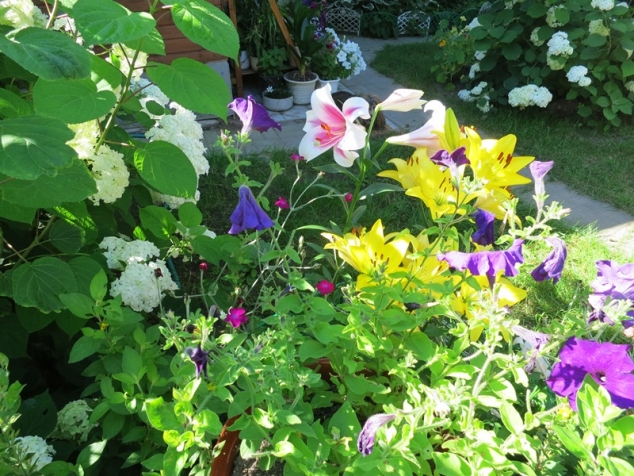 Лилии и лилейники в мое саду