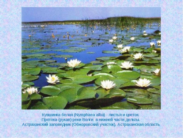 Астраханский биосферный заповедник или путешествие в затерянный мир