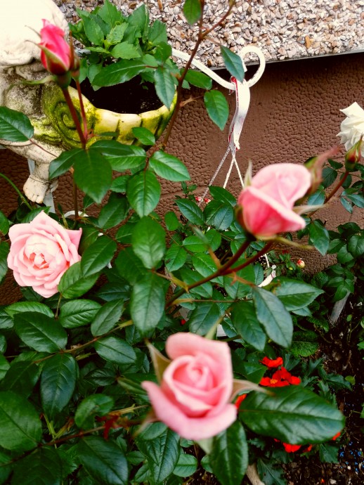 "Звездный" очиток, бегонии, петунии, виолы и другие цветочки в моем миниатюрном саду.