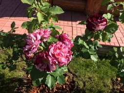 Мои первые розы