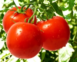 Высадка томатов в открытый грунт на черный спанбонд