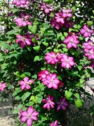 Уход за клематисом весной — основа пышного цветения