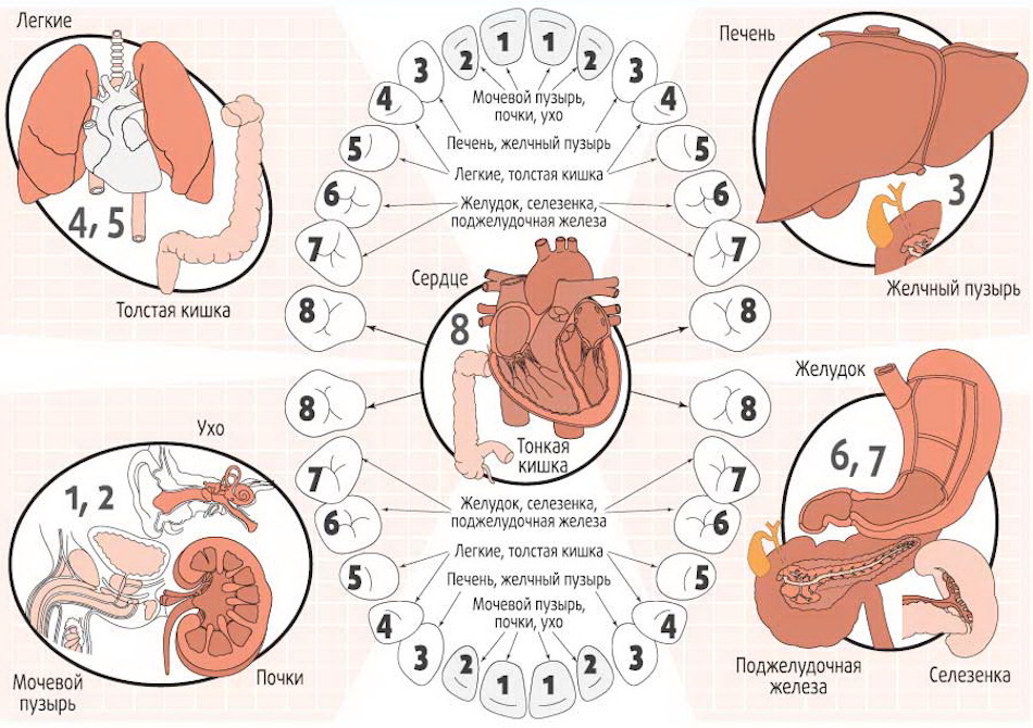 Связь зубов и внутренних органов схема