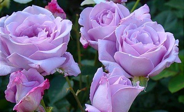 5 самых важных советов для обильного цветения роз.