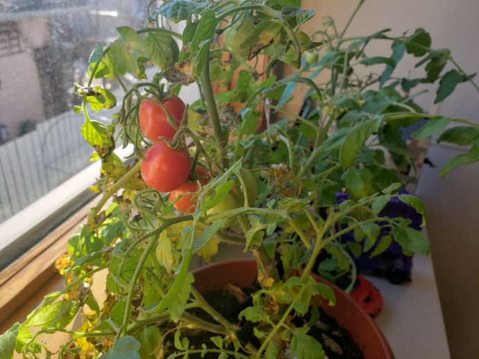 Как получить урожай помидоров в декабре.