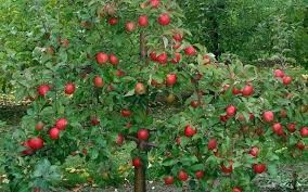 Как помочь молодым яблоням, гибнущим в низине?