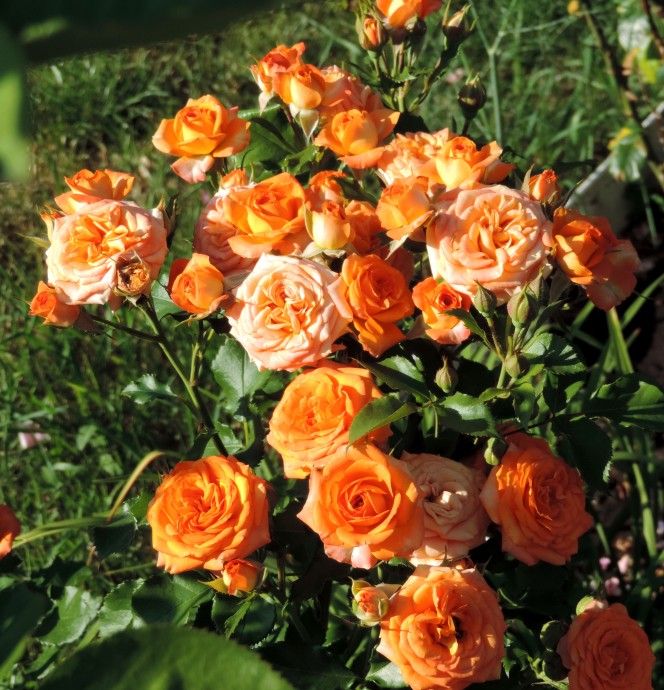 Десяток пышно цветущих сортов роз