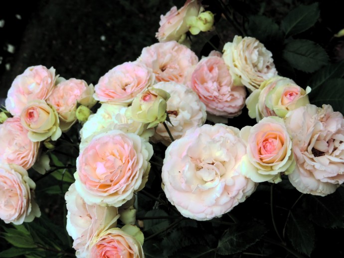 Десяток пышно цветущих сортов роз