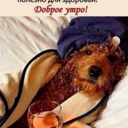 Активный ленивец
