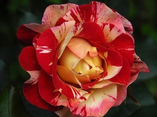 Сорт розы Camille Pissarro