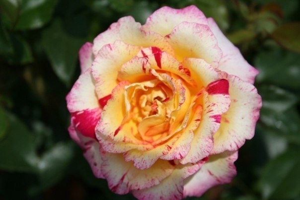 Сорт розы Camille Pissarro