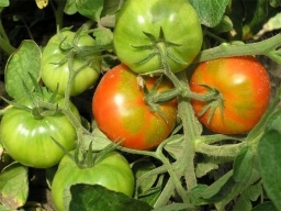 Народный прием, усиливающий рост и урожайность помидоров.