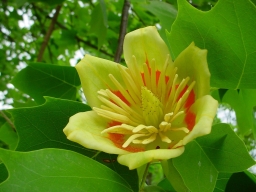 Удивительное тюльпановое дерево