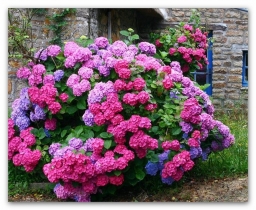 Голубая и розовая гортензия: секреты садоводов