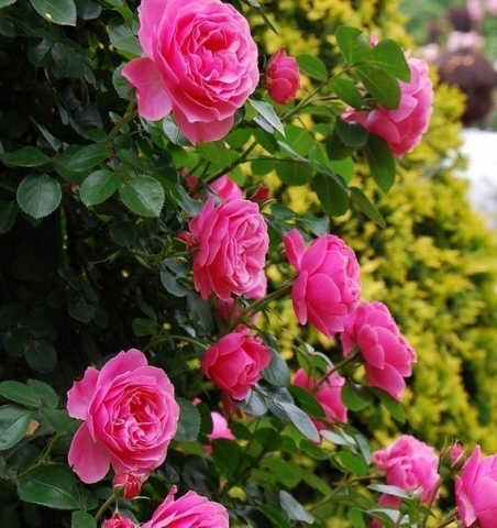 6 ошибок при выращивании роз