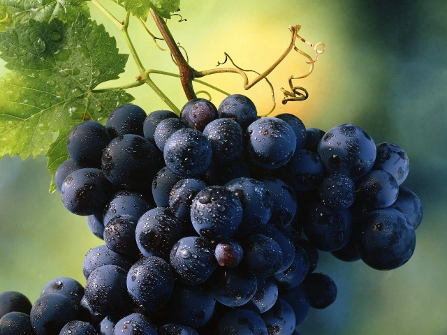 Неприхотливые сорта винограда