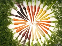 Как получить отменный урожай моркови?