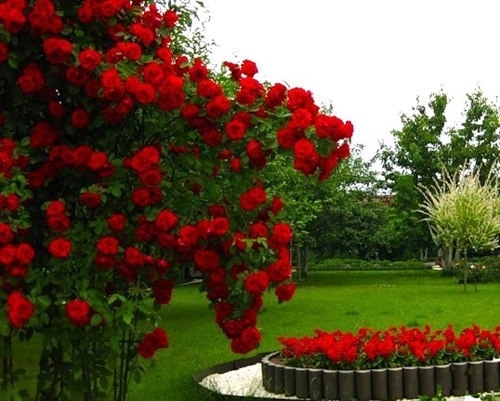 6 ошибок выращивания роз в саду
