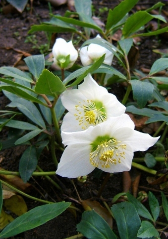 Морозник - цветок зимы