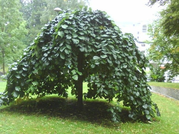 Лиственные растения с плакучей формой кроны.