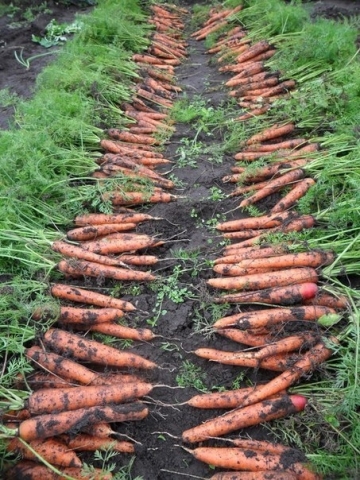 Как получить хороший урожай моркови. 