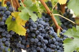Семь типичных ошибок при выращивании винограда