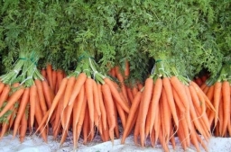 Морковь,болезни и вредители. Как уберечь урожай